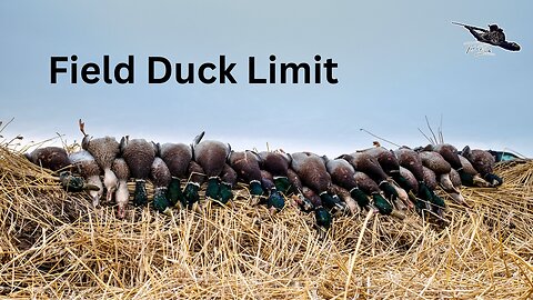 Wheat Field DUCK HUNTING with my Dad; 4-Man Limit in Western Manitoba