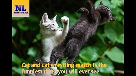 Cat and cat wrestling match is the funniest thing you will ever see