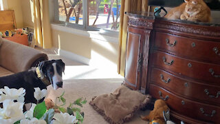 4 Month Old Great Dane Puppy Is Learning To Respect The Cat