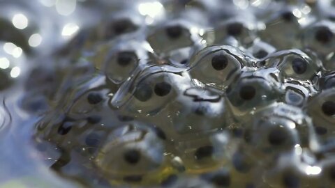 Embryos tadpoles caviar moving in eggs of frog roe in a pond Spbd polliwog closeup in water spawn