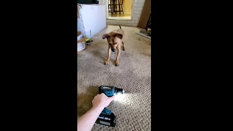Curious Chihuahua Bluto Meets an Electric Drill