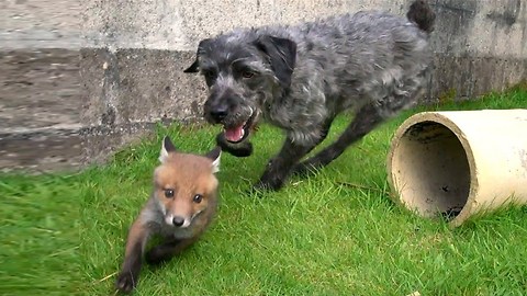 The Fox and the Hound: Tail-less Duo Are Best Friends