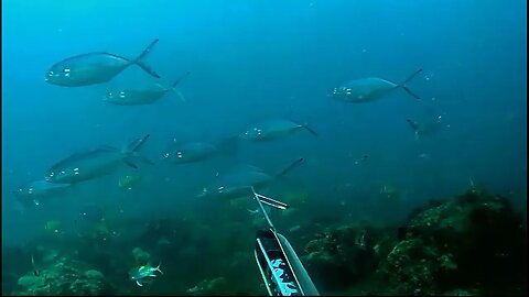 🎣 Apnea Spearfishing - Capture of Chicharros 🌊🐟 #spearfishing #fishing #submarinefishing