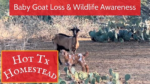 Baby Goat Loss & Wildlife Awareness