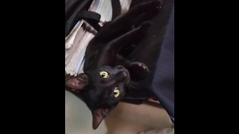 Beautiful cat 😺😺😺😺 viral video