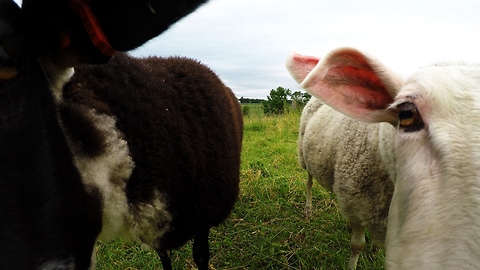 Sheep in meadow become extremely curious of GoPro