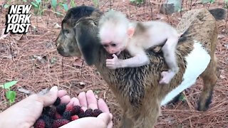 'Berry' cute: Baby monkey rides on goat's back for snacks