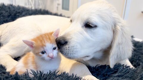 Tiny Kittens love to play with Golden Retriever Puppy