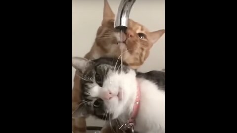 Funny Animal Videos | Cute Cats & Dogs