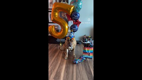 GIANT Pit Bull celebrates his 5th birthday!!! 🦁🥳🥰