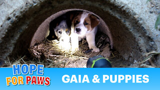 Dog rescue in central California (Gaia, Sydney, Matilda & Gabriella) - Please share.
