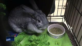 Oshkosh Humane Society Bunny Hop