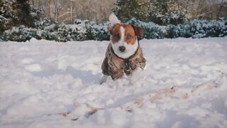 Keeping your pets safe in the colder weather