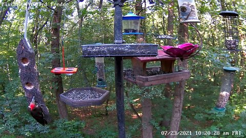 Three pileated woodpeckers!