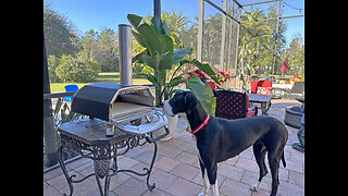 Great Danes Watch First Pizza Slide Into The Outdoor Pizza Oven