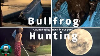 Bull Frog Hunting - Caught it Trespassing
