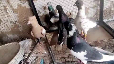 Crown fancy Pigeon beautiful breeder pair low flying best