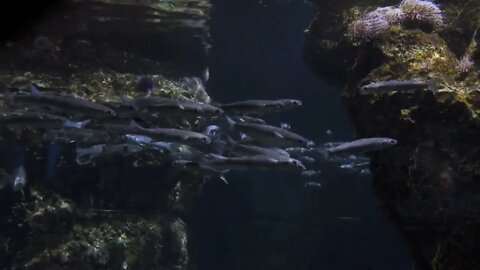 Fishes Swimming In The Aquarium Of Barcelona Spain