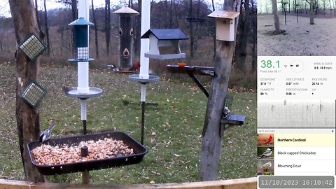 Chickadees, Doves, A Cardinal, And A Downy WoodPecker - Cold Autumn Afternoon, Nov 10 2023