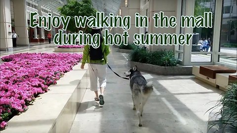 What happens when you take a Siberian Husky into a shopping mall?