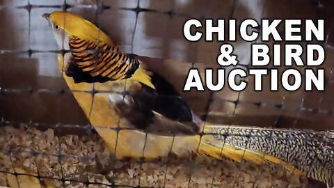 We Went To A Chicken & Bird Auction!