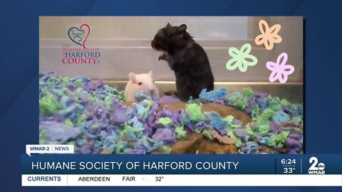 "Golden Girls" gerbils up for adoption at the Humane Society of Harford County