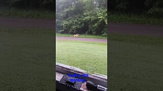 Deer passing by @MrStringbaby