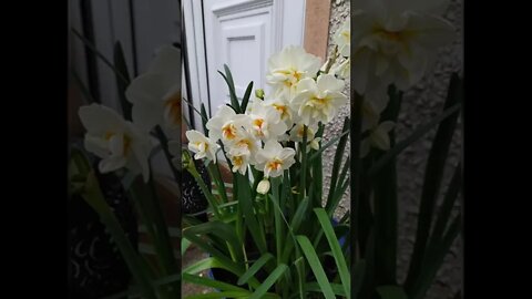 Daffodils bridal crown