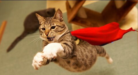 Hero cat saved a child from falling from a balcony