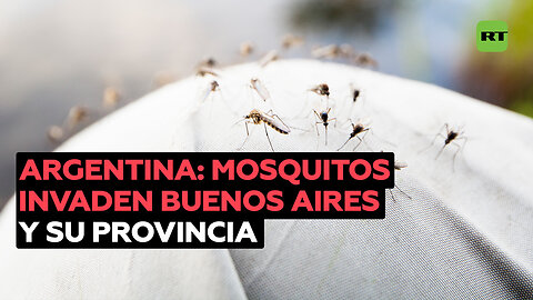 Nubes de mosquitos invaden Buenos Aires y su provincia, generando pánico entre los ciudadanos