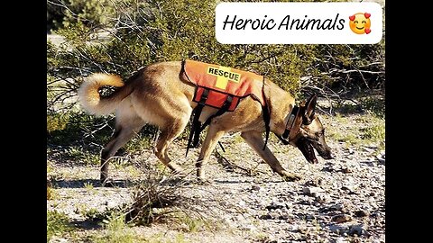 Heroic Animals that save humans life many times😍 moments 😍 #fp