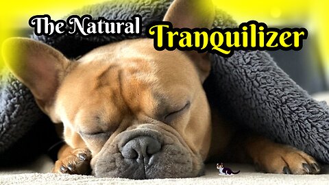 The Natural Tranquilizer - 741Hz. The Best Sleep-Aid.
