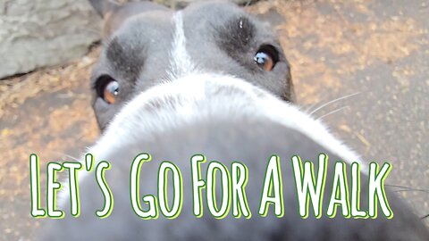 Relaxing Nature Walk With Max #nature #dogwalk #asmr