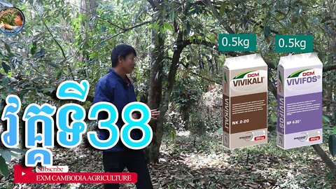 ដើមទុរេន CM10 part 38 វគ្គនេះមិនសូវមានព្រលឹងទេ!!