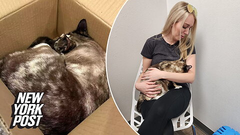 Couple accidentally ship cat hundreds of miles in Amazon box