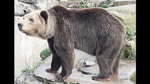 Brown bear walk