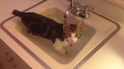 This Water-Loving Cat Playing In A Bathroom Sink Will Brighten Your Day