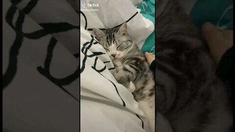 Tiktok Cute and Adorable Cat 😂 - How Calmly she is Sleeping