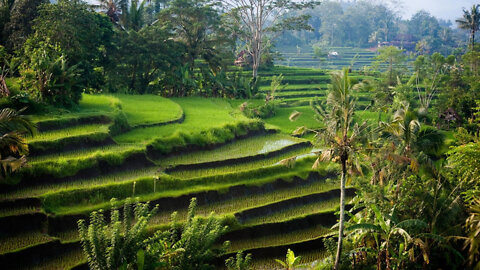 Bali in 8k ULTRA HD HDR & Happiness Frequency: Serotonin, Endorphin Release Music, Binaural Beats