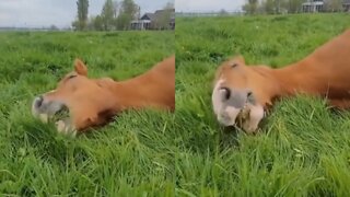 Horse Lying Down While Eating Grass
