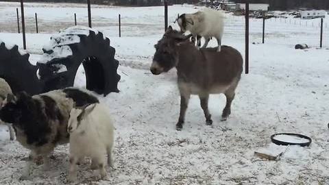 Goat casually hitches ride on back of donkey