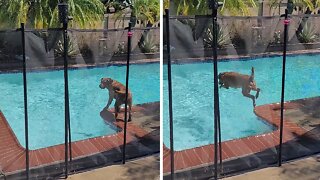 Pool-loving Pup Jumps In The Water All Day Long