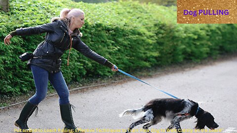 Put an End to Leash Pulling: Effective Techniques to Train Your Dog to Walk Calmly on the Leash"