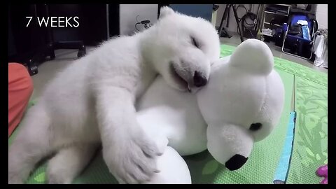 The polar bear cub (Nora) growing up