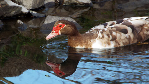 Muscovy Duck