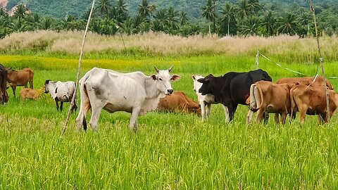 A herd of cows and Buffalo are roaming the vast prairie | Tricks for Herding Cows