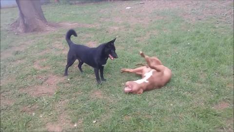 Epic playtime between Pit Bull and German Shepherd