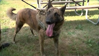 Racine County cadaver K9 helps find what human investigators cannot