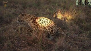 WILDlife: Leopards Pairing At Sunset