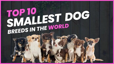 Top 10 Worlds Smallest Dog Breeds